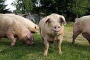 Nirgendwo sonst in der Schweiz gibt es so viele Schweine wie im Kanton Luzern. (Symbolbild Neue LZ)