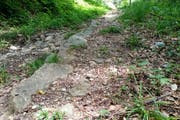 Der steile Aufstieg östlich der alten Lorzentobelbrücke weist bis heute Reste einer historischen Pflästerung auf. Einst war dieser Weg eine «Hauptstrasse» vom Tal in die Berggemeinden. (Bild: Andreas Faessler (Menzingen, 21. Juli 2017))