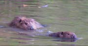 Den beiden Bibern scheint es im Baldeggersee zu gefallen. (Bild: PD)