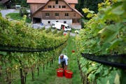 Winzer wie Markus Reinhard vom Seeburghof in Luzern versprechen sich vom Wein einen Spitzenjahrgang, der sogar das Rekordjahr 2003 übertrifft. Dennoch verzeichnen einzelne Weinbauern Ernteausfälle wegen Wespen. (Bild: Nadia Schärli / Neue LZ)