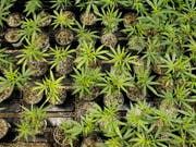 Die Polizei stellte nach einem Tipp des Sohnes 19 Cannabispflanzen im Garten seiner Familie sicher. (Symbolbild) (Bild: KEYSTONE/AP/RICARDO ARDUENGO)