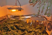 In der Wohnung des Festgenommenen fand die Polizei eine Hanf-Indoor-Anlage. (Bild: Luzerner Polizei)