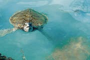 Mexikanische Suppenschildkröten liefern Daten an die Icarus-Antenne. (Bild: Getty)