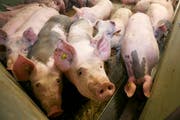 Im Kanton Uri wurde ein Schweinemastbetrieb wegen eines Virus gesperrt (Symbolbild Neue LZ)