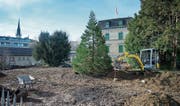 Der «Nachkomme» des Chamer Mammutbaums wurde kürzlich gepflanzt. (Bild: Maria Schmid (Cham, 22. November 2017))