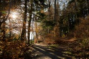 Wald im Herbstkleid bei Horw. (Archivbild Manuela Jans-Koch)