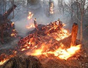 Dieser Brand entfachte, weil eine Feuerstelle im Wald nicht fachmännisch gelöscht wurde. (Bild: Kapo Schwyz)