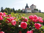 Rosengarten auf Heidegg, wenn nicht jetzt, wann dann? (Bild: Leserbild: Rita Räber)