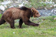Da war er noch putzmunter: Bär M13 bei einem seiner Streifzüge durchs Bündnerland. (Bild: PD)