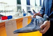 Vorne lang und nach hinten fein abgestuft: So müssen laut Experten die Federn sein. Noch heute können an der Brieftaubenausstellung in Sursee die Tiere bestaunt werden. (Bild: Corinne Glanzmann (Neue LZ))