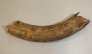 Das gefundene Zahnfragment ist rund 90cm gross. (Bild: PD)