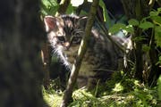Eine Wildkatze im Natur- und Tierpark Goldau. (Bild: pd)