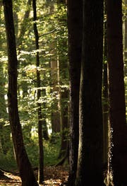 Ort der Erholung und der möglichen medizinischen Heilung: der Wald. (Bilder: Donato Caspari, Reto Martin)