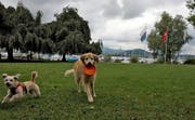 Hunde spielen auf der Wiese beim Churchill-Quai in Luzern. (Archivbild Nadia Schärli)