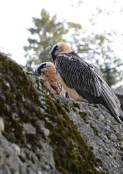 Mascha (hinten) und Hans (vorne) in der neuen Voliere. (Bild: PD)