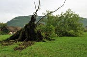 Wie gross die Gewalt des Gewitters war zeigt dieser entwurzelte Baum in Oberdorf. (Bild: Oliver Mattmann / Neue OZ)