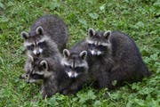 Vier der kleinen Racker tollen auf der Wiese herum. (Bild: Natur- und Tierpark Goldau)