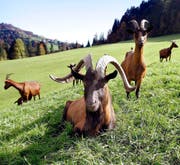 Ein Geissbock mit Geissen, fotografiert auf dem Bramboden im Entlebuch. (Bild: Keystone/Sigi Tischler)