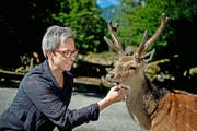 Sie mag am liebsten Wölfe, Esel und Frösche, aber auch der Sikahirsch kriegt bei Gelegenheit Streicheleinheiten ab: Anna Baumann, Direktorin des Natur- und Tierparks Goldau, der für sie in unserer eher «naturfeindlichen» Zeit von immenser Bedeutung ist. (Bild Pius Amrein)