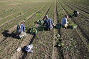 Arbeiter ernten auf einem Feld Nüssli-Salat (Symbolbild). (Bild: Peter Klaunzer / Keystone (Bern, 18. Oktober 2017))