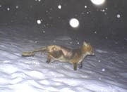 Am 5. März tritt ein Fuchs im tief verschneiten Pilatusgebiet in eine Fotofalle. (Bild Abteilung Fischerei und Jagd Luzern)