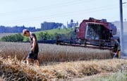 Aktuell wird der Weizen geerntet. Im Bild ein Feld in Steinhausen Bibersee. (Bild Werner Schelbert)