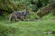 Nach Meinung der Regierung soll der Wolf im Kanton Uri Platz haben. (Bild: Archiv Romano Cuonz)
