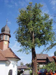 Kein optimaler Nährboden: Der Belag der Kantonsstrasse reicht bis an den hohlen Baumstamm heran. (Bild: PD)