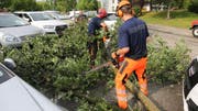 Umgestürzte Bäume und Äste mussten zersägt werden. (Bild: Martin Cugini)