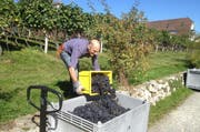 Ein Winzer bei der Weinernte: Im Kanton Luzern wurden im Jahr 2013 über 300 Tonnen Trauben geerntet. (Bild: pd)