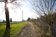 Das Reussufer zwischen Perlen und Root: Das Land soll bei Hochwasser als Überlauffläche dienen. (Bild: Manuela Jans / Neue LZ)