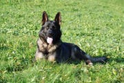 Schutzhund Inox der Luzerner Polizei. (Bild: Kapo Schwyz)
