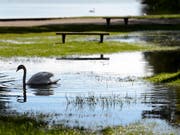 Das Parlament will die Jagd auf Schwäne zulassen. (Bild: KEYSTONE/LAURENT GILLIERON)