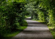 Zwischen den Bäumen ist es im Sommer am Lorzenweg immer angenehm kühl. (Bild Stefan Kaiser)