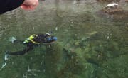 Der Unfallort im Vierwaldstättersee bei Kehrsiten, unter Wasser der Felsen. (Bild: SGV)
