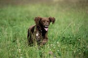 Ein Hund tollt auf der Wiese herum. (Bild: Pius Amrein/ LZ)