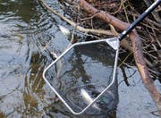 Verendete Fische werden entsorgt (Symbolbild). (Bild: Luzerner Polizei)