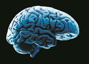 Human brain model, studio shot (Bild: Steve McAlister (The Image Bank))
