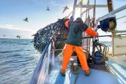 Ein Schleppnetzfischer auf hoher See holt seinen vollen Fang ein. (Bild: Getty)