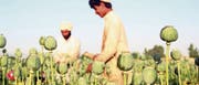 Afghanische Bauern gewinnen Opium aus der Mohnblume. Die Drogeneinnahmen machen mittlerweile 60 Prozent des Budgets der radikalen Taliban aus. (Bild: Ghulamullah Habibi/EPA (Dschalalabad, 1. Mai 2014))