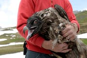 Einer der drei ausgewilderten Bartgeier in Melchsee-Frutt. (Bild: Urs Flüeler / Keystone)