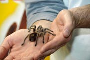 Eine «Königin» unter den Achtbeinern: die Vogelspinne. (Bild Matthias Piazza)