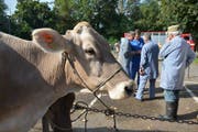Verkauft: Bauern verhandeln über den Preis. (Bild: PD)