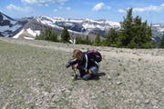 Irgendwo inden Rocky Mountains: Eine Blume gerät Renata Caviglia vor die Linse. (Bild: PD)