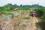 Bild oben: Umweltaktivist Panut Hadisiswoyo fährt an ausgetrockneten Feldern vorbei, die einst Urwald waren. Bild unten: Orang-Utan Leuser bei der Ankunft in der Rettungsstation an einem geheimen Ort ausserhalb von Medan. (Bilder: Urs Wälterlin)