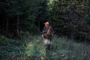 Treibjagd im Gebiet Krienseregg: Hier darf noch mit Blei gejagt werden. (Bild: Nadia Schärli (20. Oktober 2017))