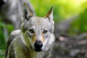 Ein Wolf im Gebiet Les Diablerets. Im Kanton Luzern hat er in diesem Jahr bislang sechs Schafe gerissen. (Bild: Keystone/Schmid Maxime)