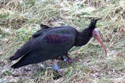 Waldrapp Shorty wird im Tierpark Goldau aufgepäppelt. (Bild: Waldrappteam)