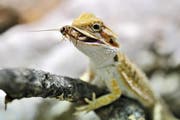 Ein sogenannter Bartagame, der gerade eine Grille verspeist. (Bild pd)