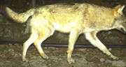 Ist in die Fotofalle getappt: Der Wolf aus Seelisberg. (Bild: pd)